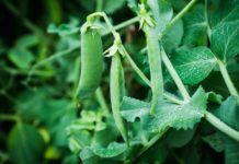 image of garden pea plants