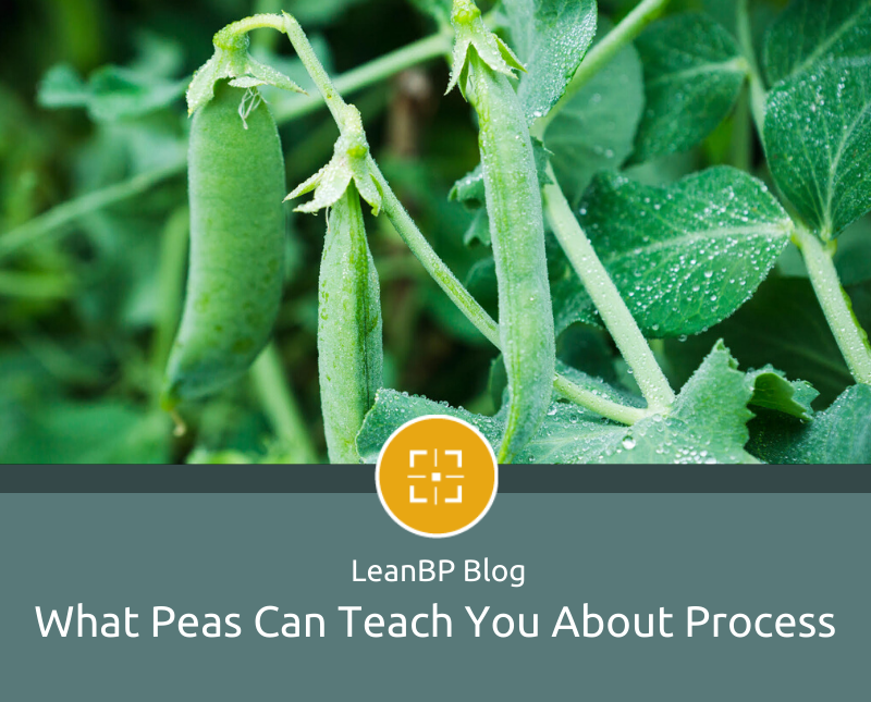 image of garden pea plants